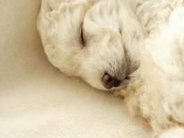 3个月大泰迪：新手宠物家长养育指南