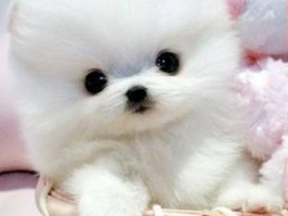 狗狗咬东西怎么办：宠物行为分析与解决方案