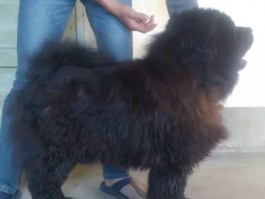 猫往外抛猫粮什么原因？揭开这一行为的神秘面纱
