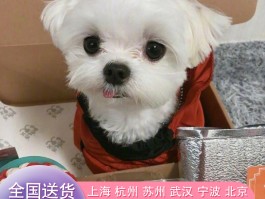 法斗几个月成年：了解法国斗牛犬的生长周期
