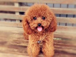 泰迪要长到几个月定型