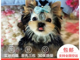 狗狗早餐：营养均衡的科学喂养指南
