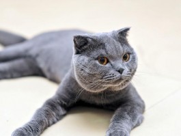 深圳领养猫咪的网站：开启您的爱心之旅