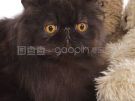 猫咪不喜欢猫薄荷：揭秘背后的原因与应对策略