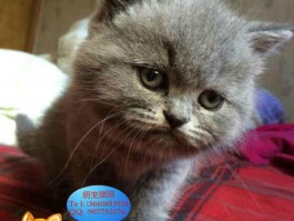 猫咪腹部下垂：原因、诊断与治疗