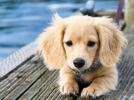 猫咪受惊吓：原因、症状与应对策略