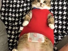 猫咪一天吃多少猫粮？科学喂养指南