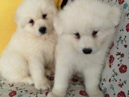 狗狗眼睛溃疡：原因、症状与治疗方法