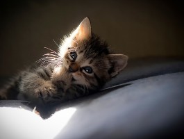 猫咪抠喉：原因、症状与应对策略