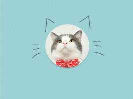 一个月的猫能不能洗澡？——新手猫主必修课