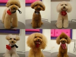 狗狗打喷嚏怎么办