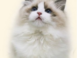 两个月幼犬能洗澡吗？新手宠物主人必看指南