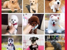 两个月狗狗：健康成长的关键指南