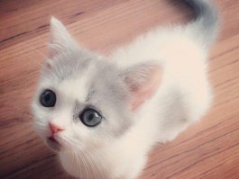 两个月的小猫能驱虫吗？——新手猫主必看指南