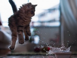 猫咪的大便是什么样子