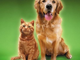 马犬5个月多重：了解马犬成长标准与养护要点
