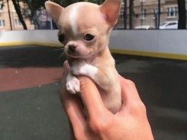 宠物猫老是蹭主人的腿是什么原因
