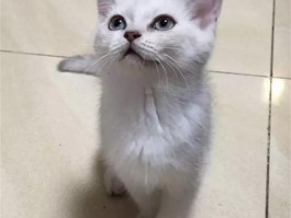 狗狗感冒会拉肚子吗？——宠物医生的专业解答