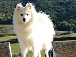 狗狗不：揭示狗狗行为背后的秘密