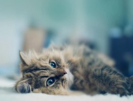 狗狗吃了橘子皮：潜在风险与应对措施
