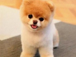 狗狗不下奶怎么办：解决母犬哺乳问题的全面指南