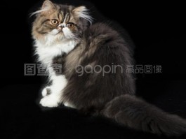 泰迪怀孕几个月生：了解泰迪犬的怀孕周期与生产时间