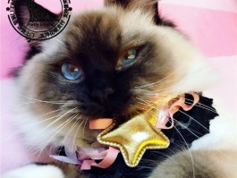 两个月的猫能吃虾吗？——幼猫饮食指南
