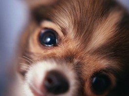 狗一般怀孕几个月：了解犬类孕期知识