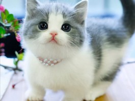 猫咪妊娠期多久：了解猫咪的孕期时长与护理要点