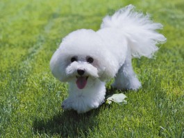 狗狗滴虫：了解症状与治疗方法