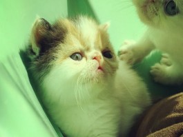 猫咪大便干燥便秘：原因、症状与解决方法