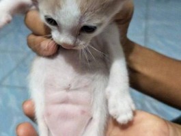 猫咪带伊丽莎白圈抑郁：如何关爱宠物的心理健康