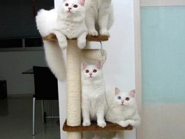 小猫两个月没驱虫：宠物健康不容忽视