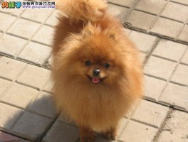 公比熊几个月发情 - 宠物医生专业解答