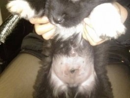 猫3个月绝育：最佳时机与全面指南