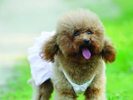 如何与猫咪亲近：建立深厚友谊的秘诀
