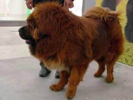 德牧的耳朵几个月立耳：了解德牧幼犬耳朵发育过程