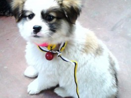 两个月金毛犬怎么喂：科学喂养指南