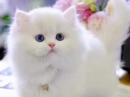 两个月大的狗狗喝什么水？科学饮水指南