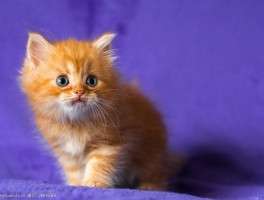 猫吃草吐 - 原因与应对策略