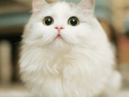 猫咪怎么吐了：原因与应对策略