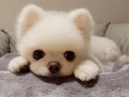 5个月的狗：成长关键期的健康管理指南