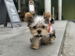 猫咪飞机耳：揭秘背后的原因与解决办法