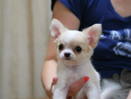 九个月比特犬：成长关键期与护理要点