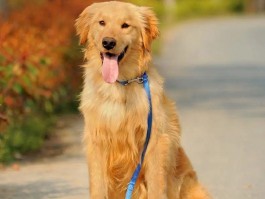 金毛几个月开始训？金毛犬训练的最佳时机解析