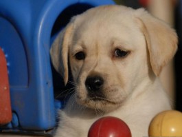 四个月的比特犬幼犬：健康成长的关键指南