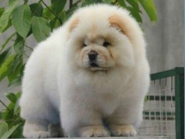 2个月小猫长藓能剃毛吗？——宠物医生的专业建议