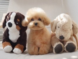 六个月的母猫能怀孕吗？揭开猫咪生育之谜