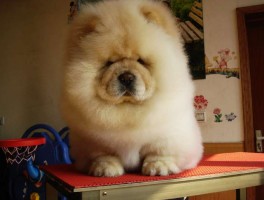 2个月杜高犬：健康成长的关键指南