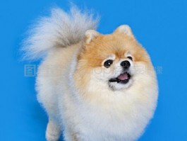 猫咪打狂犬：保障宠物健康与人类安全的关键措施